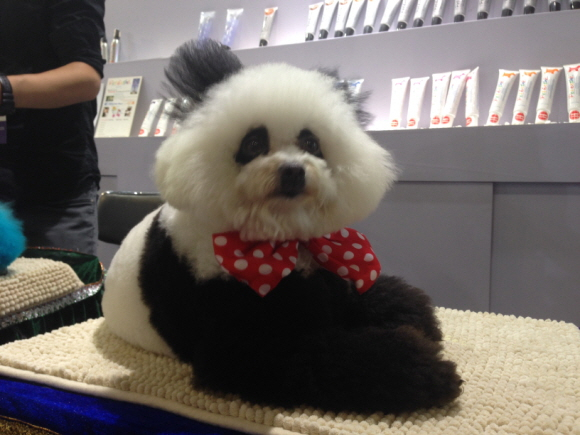 [ 참관기 ] 상해 Pet Fair Asia 2013 를 가다.