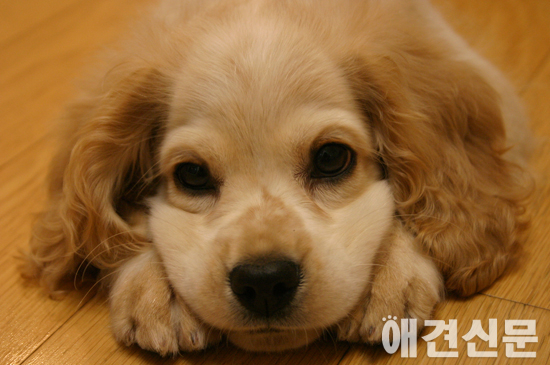 [인터뷰] '지오 어쩌면 내게 거는 주문일 거야' 고영리 작가