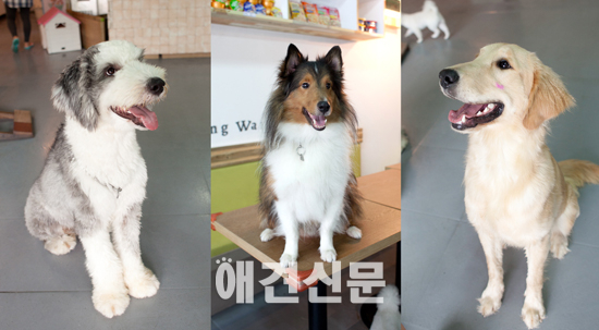 [탐방] 상큼발랄 왕씨 자매의 강아지 천국 '애견카페 왕왕'