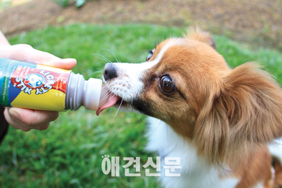 핥아먹는 애견간식 '리키티스틱', 애견훈련소에서 인기..