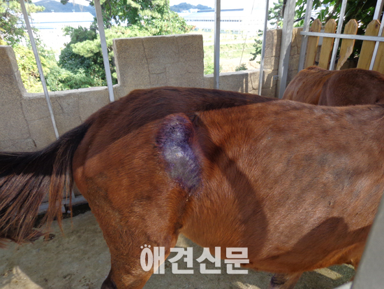 동물자유연대, 김해 부경동물원의 사육 환경과 관리 문제점 제기