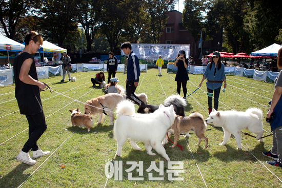 [포토]잔디 위에서 신난 견공들, 내추럴발란스 가을운동회잔디