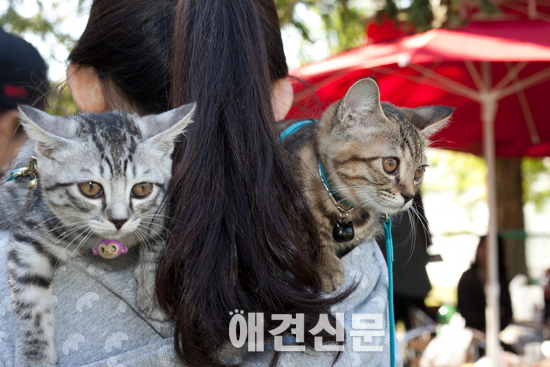 [포토]예쁜 모습 뽐내는 참가견들, 내추럴발란스 가을운동회