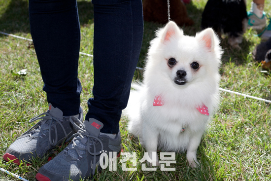 [포토]예쁜 모습 뽐내는 참가견들, 내추럴발란스 가을운동회