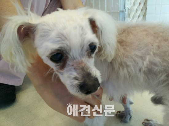 배우 이지훈, 로드킬 위험에서 유기견 구출