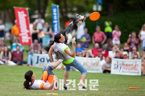 스카이하운즈 월드챔피언십 스토리Ⅱ