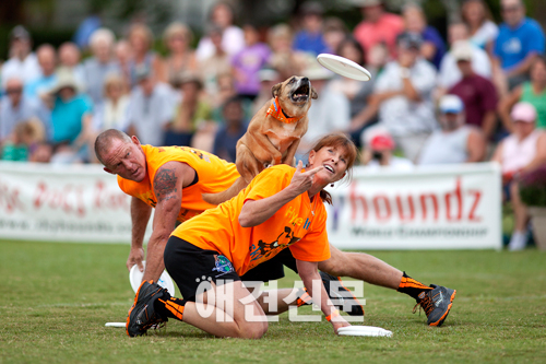 스카이하운즈 월드챔피언십 스토리Ⅱ