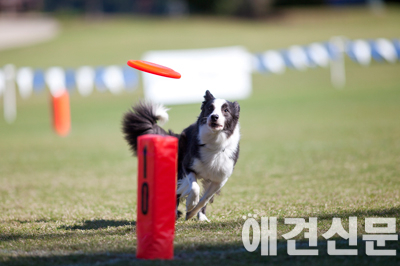 스카이하운즈 월드챔피언십 스토리Ⅲ 'Fly High, Bite Hard'