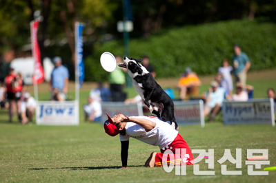 스카이하운즈 월드챔피언십 스토리Ⅲ 'Fly High, Bite Hard'