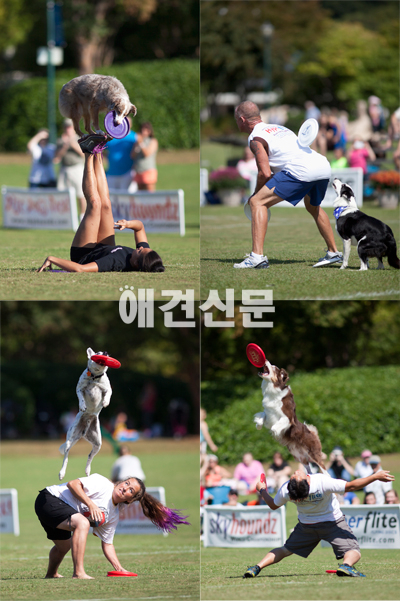 스카이하운즈 월드챔피언십 스토리Ⅲ 'Fly High, Bite Hard'