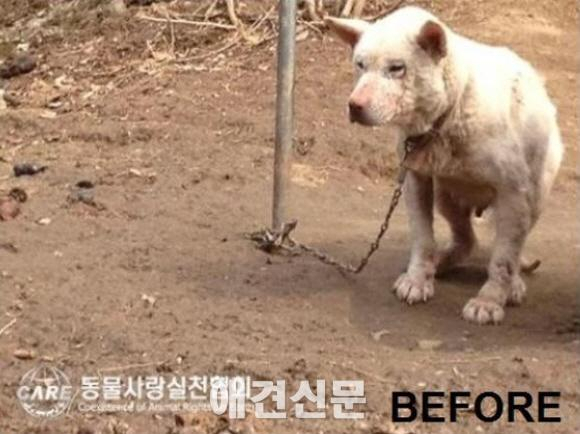 미국으로 입양간 봄이, 유명 할리우드 스타의 후원으로 새로운 가정 찾아