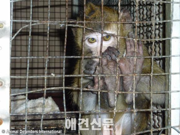 동물보호시민단체 KARA, 한국의 부안원숭이학교 원숭이 훈련 실체 공개