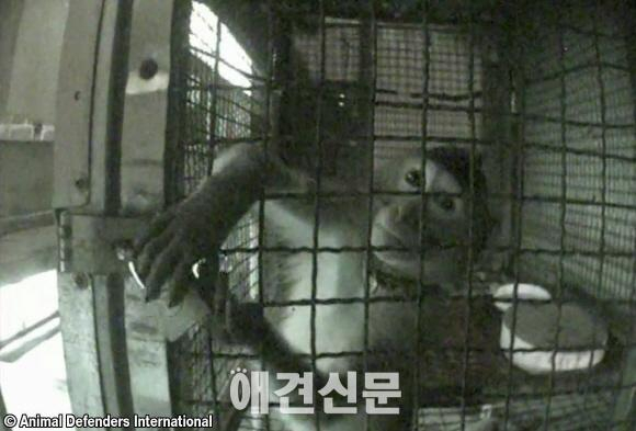 동물보호시민단체 KARA, 한국의 부안원숭이학교 원숭이 훈련 실체 공개