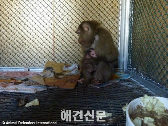 동물보호시민단체 KARA, 한국의 부안원숭이학교 원숭이 훈련 실체 공개