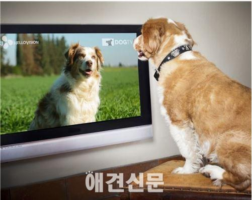 집에 홀로 남은 애견, 이제는 TV 본다.