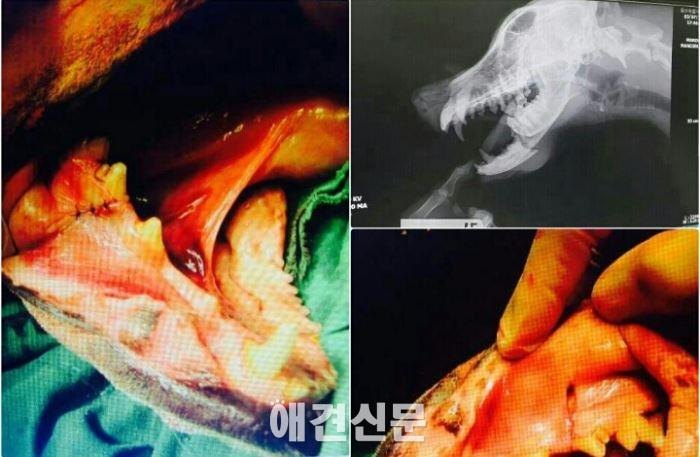 유기견 보호소 자원봉사, 안전대책 시급..