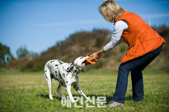 펫트코리아, 훈련장난감 전문 독일브랜드 "메이저독" 독점 수입