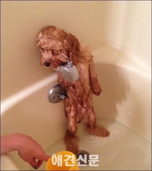 씻기싫은 반려동물 사진 모음 인기