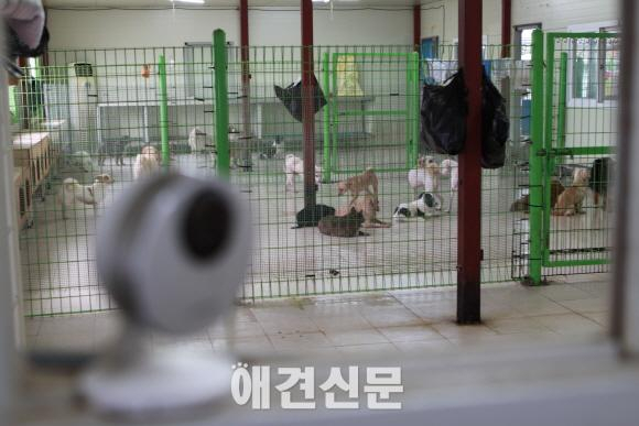 애견신문과 삼성테크윈의 유기견 보호소 후원캠페인2