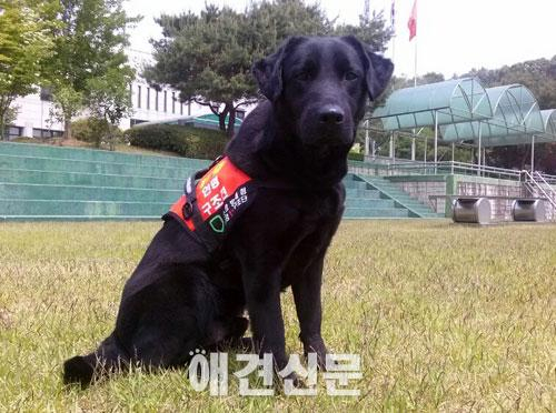 경북 울진에서 실종된 사람을 인명구조견이 발견.