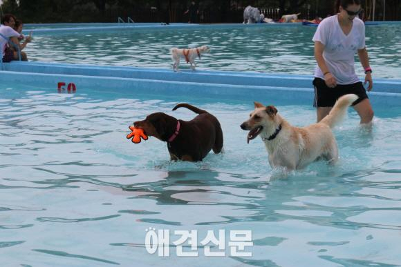 도그워터 페스트벌, 능동 어린이회관에서 열려