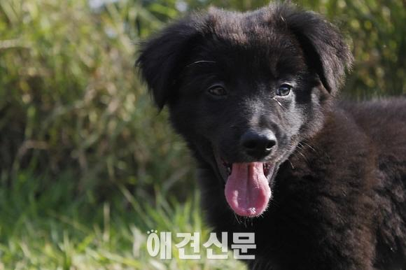 반려견, 털갈이 시기 '빗질&기능성 사료' 현명하게 보내는 방법