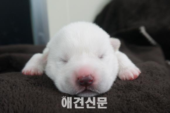 오송 국제바이오엑스포 마스코트 복제견 '동경이' 탄생