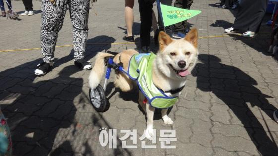 제1회 동물보호문화축제 성공리에 개최
