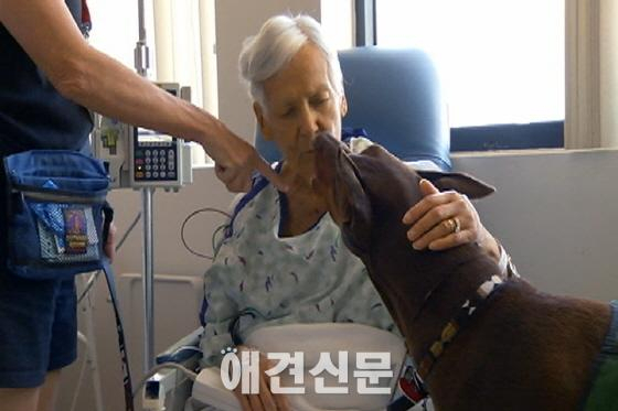 우후죽순 동물매개치료단체, 동물매개활동과 동물매개치료 구분 못하는 곳도 있어...