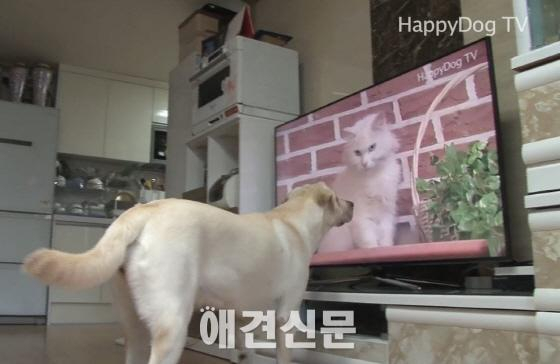 채널 해피독, LG유플러스 통해 24시간 방송