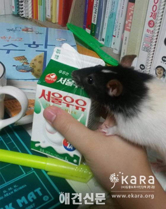 실험동물을 죽이고 나서 판매한 여고생, 죄책감으로 자살.