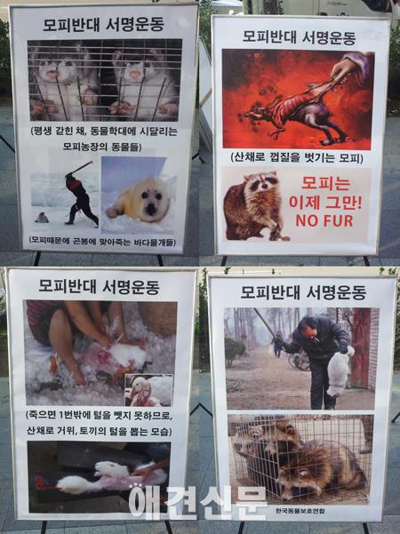 한국동물보호연합, 모피반대 서명운동 진행