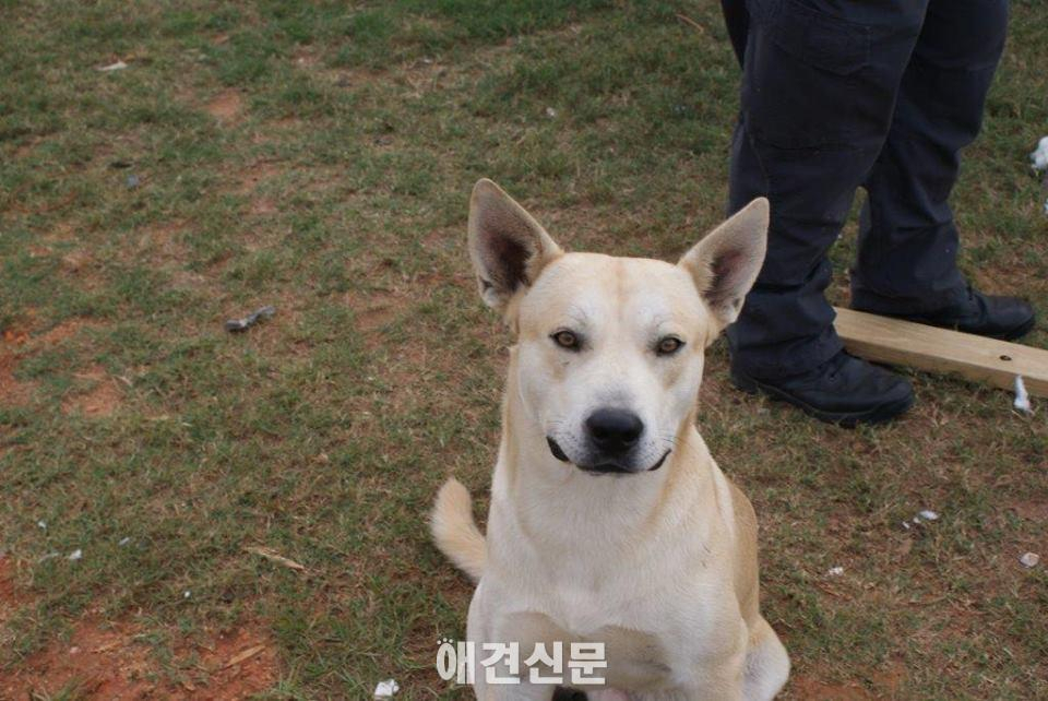 도망치던 마약 소지범, 자신의 애견 때문에 경찰에 붙들려