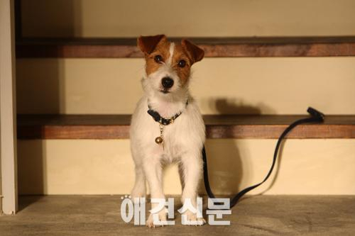 '개를 훔치는 완벽한 방법' 윌리, 천재 연기견 계보 잇는다