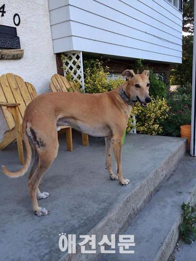 [인터뷰]사냥개 구조단체 '팀인치'의 루이스 패터슨