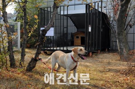 유기견 행복이, 성남시에 입양시장님과 함께 도보순찰해요