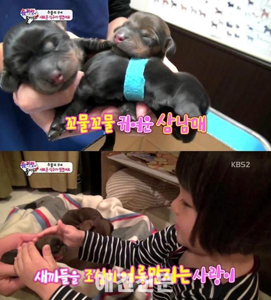 사랑이네 강아지 쿄로 '엄마 됐네'