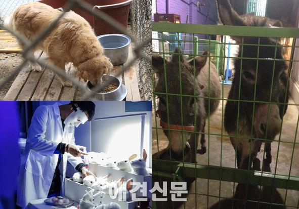 농식품부, '내장형칩 의무화' 등 동물복지 5개년 종합계획 발표