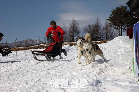 대한독스포츠연맹, 2015 한국 개썰매 선수권대회 개최