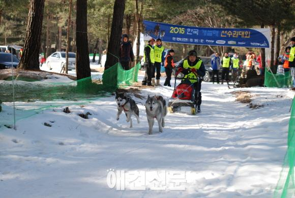 2015 한국 개썰매 선수권대회, 강원도 평창에서 막을 올려..