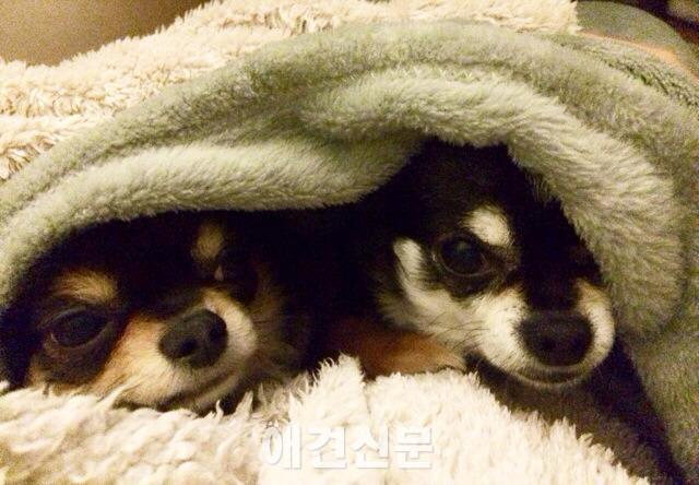 구혜선 '해피투게더' 출연해 애견인 인증 집에서10마리 키워요