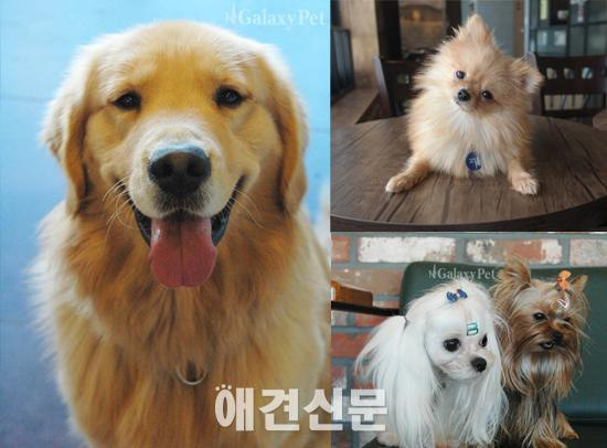 [탐방] 프리미엄 멀티펫타운 '갤럭시펫'