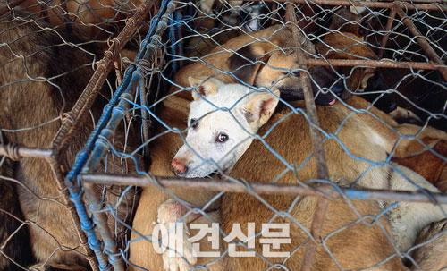 한국동물보호연합, 오는8일 '개, 고양이 식용반대 퍼포먼스 캠페인 개최'