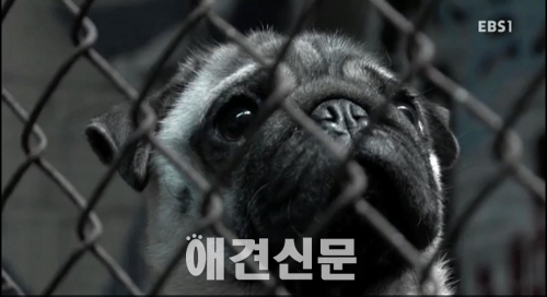 어미 개들이 죽을 때까지 새끼를 낳는 '강아지 공장'