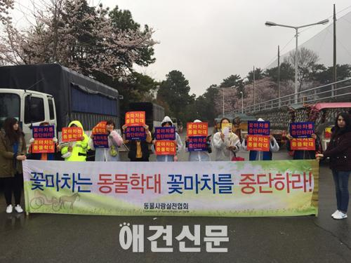 동물사랑실천협회, 진해 군항제 '꽃마차' 운행 중지 시켜