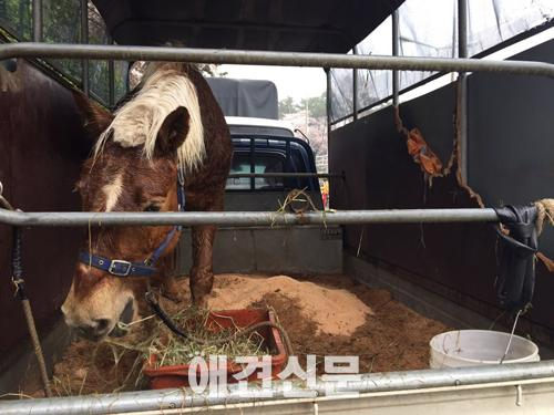 동물사랑실천협회, 진해 군항제 '꽃마차' 운행 중지 시켜