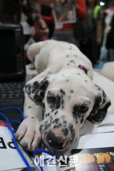 [포토] 2015 케이펫페어를 찾은 견공들과 고양이 ⓷