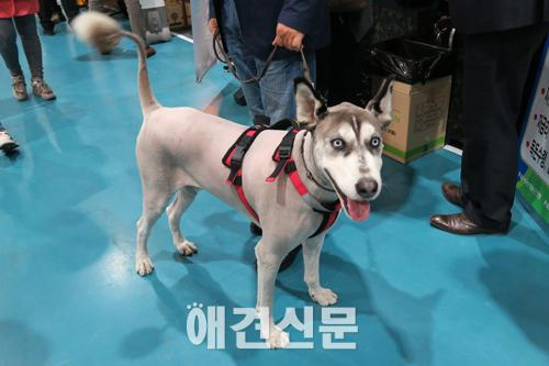 [포토] 2015 케이펫페어를 찾은 귀여운 견공들 ⓵