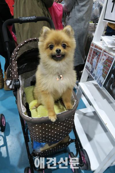 [포토] 2015 케이펫페어를 찾은 귀여운 견공들 ⓵