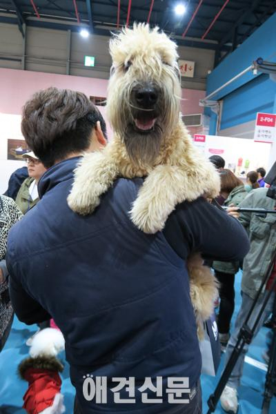 [포토] 2015 케이펫페어를 찾은 귀여운 견공들 ⓵